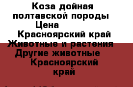 Коза дойная  полтавской породы › Цена ­ 8 000 - Красноярский край Животные и растения » Другие животные   . Красноярский край